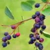 Serviceberry Tree Live Plant 6-12" Tall - Bush Shrub for Planting