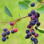 Serviceberry Tree Live Plant 6-12" Tall - Bush Shrub for Planting