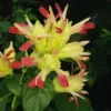 Shrimp Plants Live Pink Yellow 3 Pack 4-6 Inch Tall for Garden and Indoor Outdoor Growing