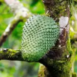Soursop Guanabana Tree Plant Live Seedling Tropical Fruit Tree 9-15 Inch Green