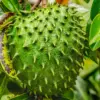 Soursop Tree Live Plant Seedling Annona Muricata 9-15 Inch Tall Tropical Fruit Giant Guanabana