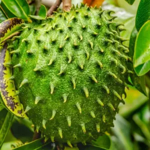 Soursop Tree Live Plant Seedling Annona Muricata 9-15 Inch Tall Tropical Fruit Giant Guanabana