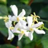 Star Jasmine Plants Live, 4-6 Inch Tall, Indoor Outdoor Fragrant Flowering Vine, 2-Pack