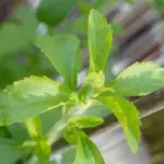 Stevia Plants Live Herb Indoor Well Rooted Sweetener Sugar Substitute 2 Pack