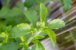 Stevia Plants Live Herb Indoor Well Rooted Sweetener Sugar Substitute 2 Pack