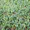 String of Pearls Live Succulent Plant 4 Inch Pot Indoor Trailing Green Houseplant Green