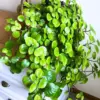 Swedish Ivy Plants Live Indoor Houseplants Green 4-6 Inch Tall 2-Pack