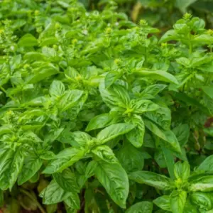 Sweet Basil Plants Live Potted Set of 2, 4-6 Inch Tall Fresh Herb Garden, Easy Grow, Full Sun