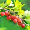 Sweet Gooseberry Plant Live for Planting, 5-9 Inch Tall Gooseberry Bush Bare Root Fruit Tree