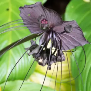Tacca Chantrieri Bat Orchid Plant Live, 2 Inch Pot, Black Houseplant for Planting