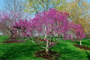Texas Redbud (Cercis canadensis var. texensis)