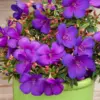 Tibouchina Plants Live Purple Blooms Flower Shrub 4-8 Inch Tall Set of 2