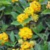 Trailing Yellow Lantana Plants Live Set 2 Perennial Flowering 4-8 Inches Bright Outdoor