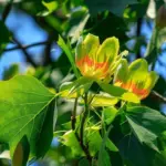 Tulip Poplar Tree Live Plant 18-24 inch Potted Yellow Poplar for Garden Planting