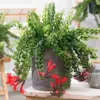 Twisted Lipstick Plant Live, Aeschynanthus Red Live Plant, 3 Inch Pot, Tropical Houseplant
