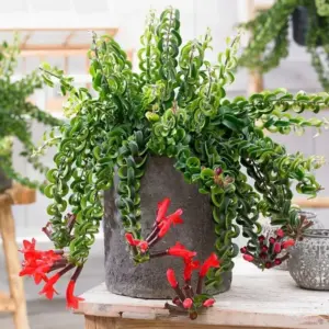 Twisted Lipstick Plant Live, Aeschynanthus Red Live Plant, 3 Inch Pot, Tropical Houseplant