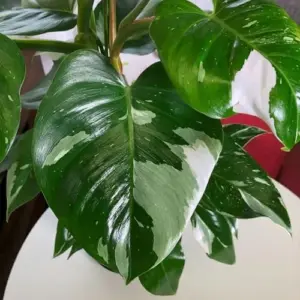 Variegated Philodendron Live Plant Indoor Houseplant 5-7 Inches White Green Home Office Decor