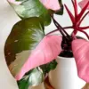 Variegated Pink Princess Philodendron Plant Live - Indoor Houseplant, Well-Rooted, 5-9 Inches Tall