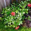 Variegated Red Hibiscus Tree Live Plant, Hardy Hibiscus Shrub, 8-11 Inches, Red, Tropical