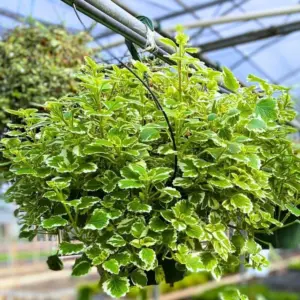Variegated Swedish Ivy Live Plants, Indoor Houseplant, 4-6" Tall, Fragrant Vine in 4" Pot