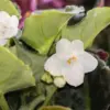 White African Violet Live Plant 4 Inch Potted - Indoor Outdoor Flowering Houseplant