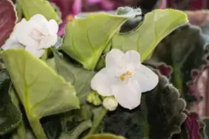 White African Violet Live Plant 4 Inch Potted - Indoor Outdoor Flowering Houseplant