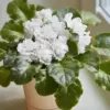 White African Violet Plant Live Houseplant, Flowering, 4 Inch Pot, Indoor