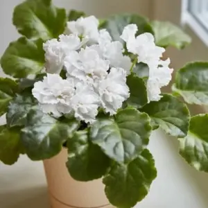 White African Violet Plant Live Houseplant, Flowering, 4 Inch Pot, Indoor