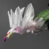 White Christmas Cactus Live Plant Indoor Garden Thanksgiving Holiday Cactus 4-6 Inch Holiday Plant