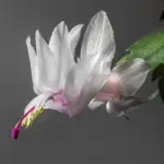 White Christmas Cactus Live Plant Indoor Garden Thanksgiving Holiday Cactus 4-6 Inch Holiday Plant