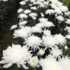 White Chrysanthemum Live Plants 2-Pack, 5-8 Inch Mums, Flower, White, Low Maintenance