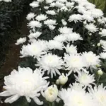 White Chrysanthemum Live Plants 2-Pack, 5-8 Inch Mums, Flower, White, Low Maintenance