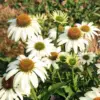 White Coneflower Plant Live Echinacea Flowering Plant 5 Inch Tall White for Indoor Outdoor Planting