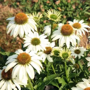 White Coneflower Plant Live Echinacea Flowering Plant 5 Inch Tall White for Indoor Outdoor Planting