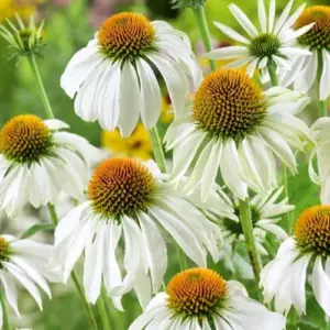 White Echinacea Coneflower Live Plant Perennial 3 Inch Pot - Garden Ready
