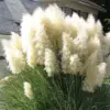 White Pampas Grass Plant, Live Fully Rooted, 5-9 Inches Tall, Ornamental Perennial Grass for Landscaping