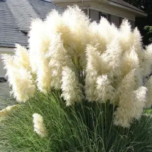 White Pampas Grass Plant, Live Fully Rooted, 5-9 Inches Tall, Ornamental Perennial Grass for Landscaping