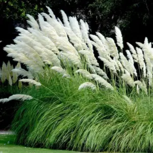 White Pampas Grass Plant, Live Fully Rooted, 5-9 Inches Tall, Ornamental Perennial Grass for Landscaping