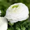 White Ranunculus Bulbs, 25 Pack, Fall Planting, Perennial Persian Buttercup Flowers