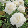 White Rose Plant Live Fragrant Heirloom Flower Bush 5-10 Inches Tall for Outdoor Garden