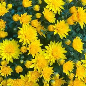 Yellow Chrysanthemum Mums Plants Live - 2-Pack, 5-7 Inch Tall, Perennial Flower for Garden & Patio