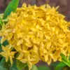 Yellow Ixora Live Plants - 4-9" Tall Flowering Tropical Shrub Seedlings for Indoor & Outdoor Gardens