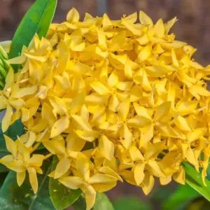 Yellow Ixora Live Plants - 4-9" Tall Flowering Tropical Shrub Seedlings for Indoor & Outdoor Gardens