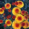 Yellow Orange Mums Plants Live 5-7 Inch Tall Chrysanthemum Flower Live Plant