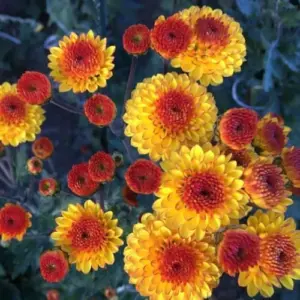 Yellow Orange Mums Plants Live 5-7 Inch Tall Chrysanthemum Flower Live Plant
