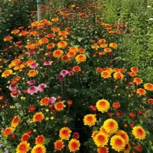Yellow Orange Mums Plants Live 5-7 Inch Tall Chrysanthemum Flower Live Plant