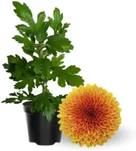 Yellow Orange Mums Plants Live 5-7 Inch Tall Chrysanthemum Flower Live Plant