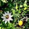 Yellow Passion Fruit Plant Live Tropical Fruit Vine, 5-10" Tall, Sweet Edible Fruits, Perennial