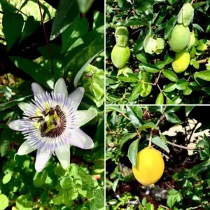 Yellow Passion Fruit Plant Live Tropical Fruit Vine, 5-10" Tall, Sweet Edible Fruits, Perennial