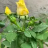 Yellow Rose Bush Bareroot 5-9 Inch Fragrant Outdoor Ready to Plant Delight Rosa